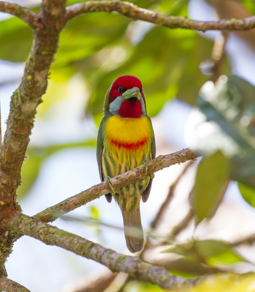 New World Barbets