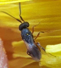 Ceraphronoidea