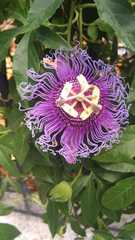 Passiflora incarnata × cincinnata