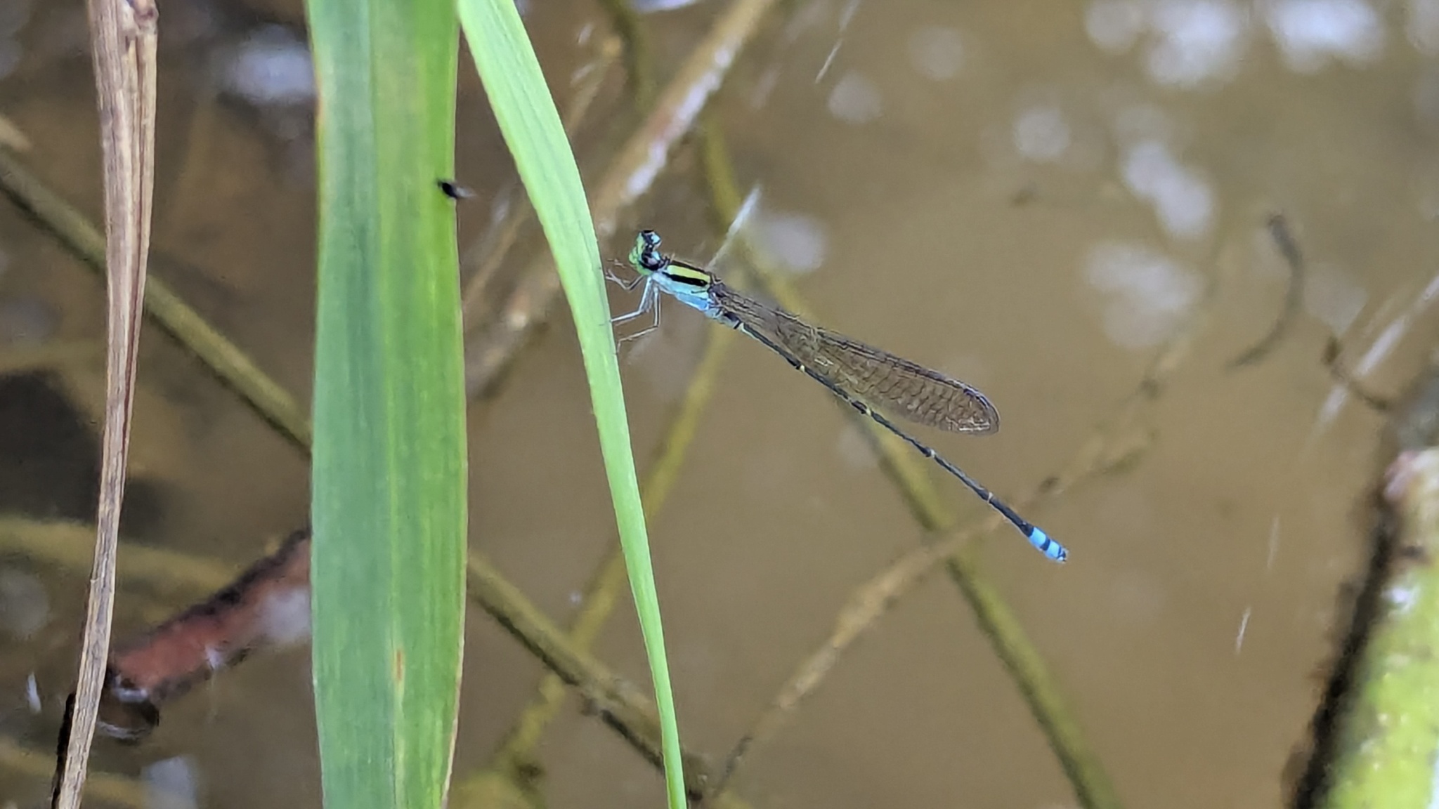 Yellow-Striped Sprite