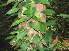 Rhaphidophora hongkongensis