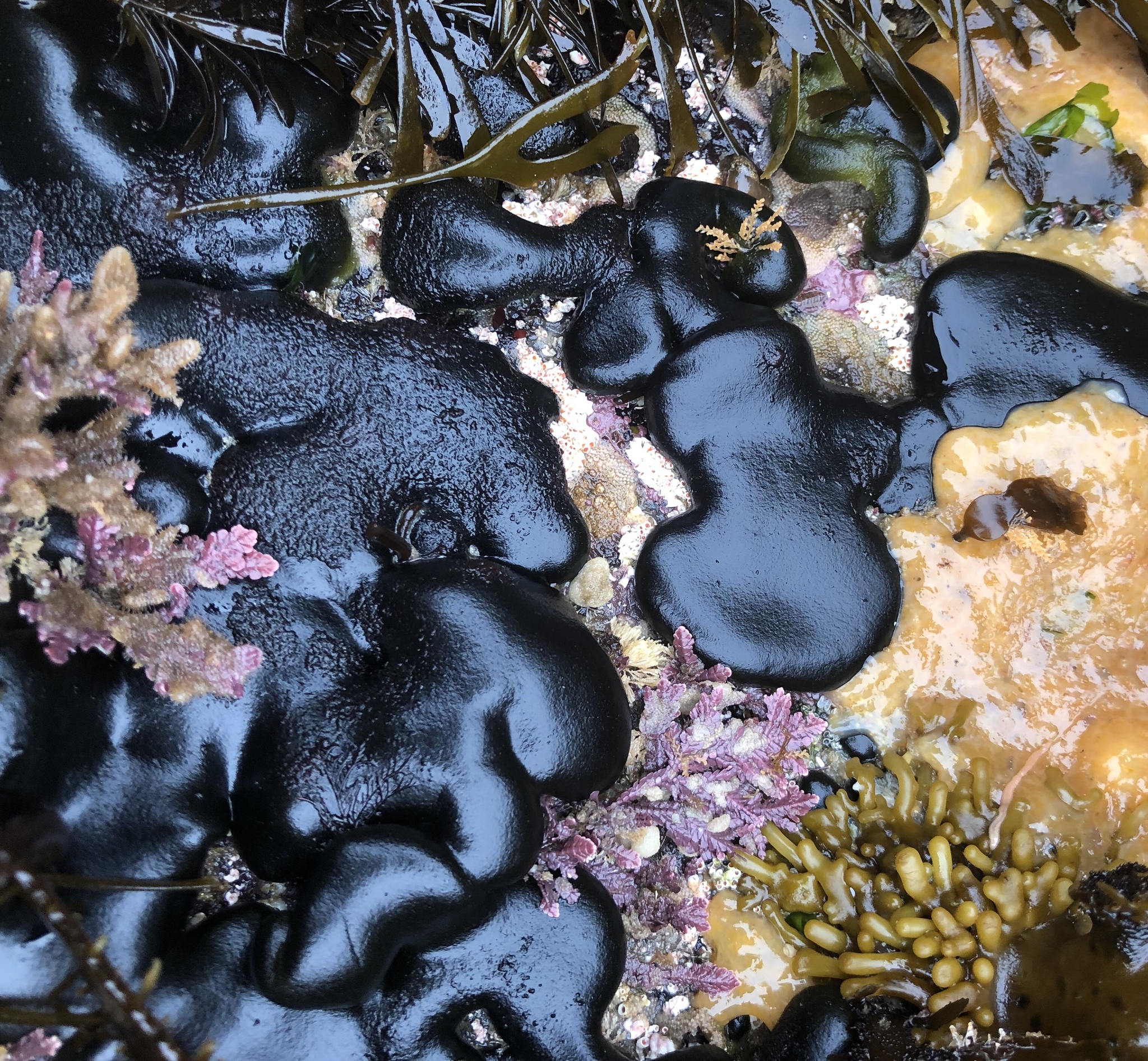 Codium setchellii