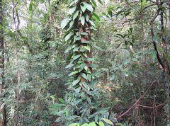 Rhaphidophora hongkongensis