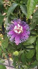 Passiflora incarnata × cincinnata
