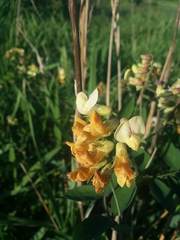 Lathyrus holochlorus