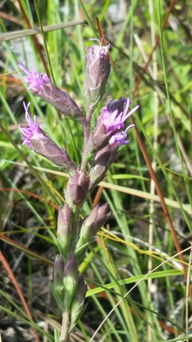 Image of Liatris garberi by (c) Jay Horn, some rights reserved (CC BY)