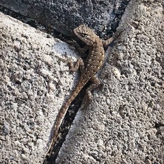 Sceloporus occidentalis