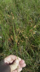 Fimbristylis caroliniana