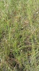 Fimbristylis caroliniana