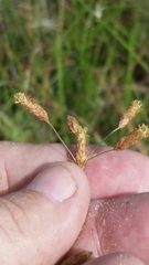 Fimbristylis caroliniana