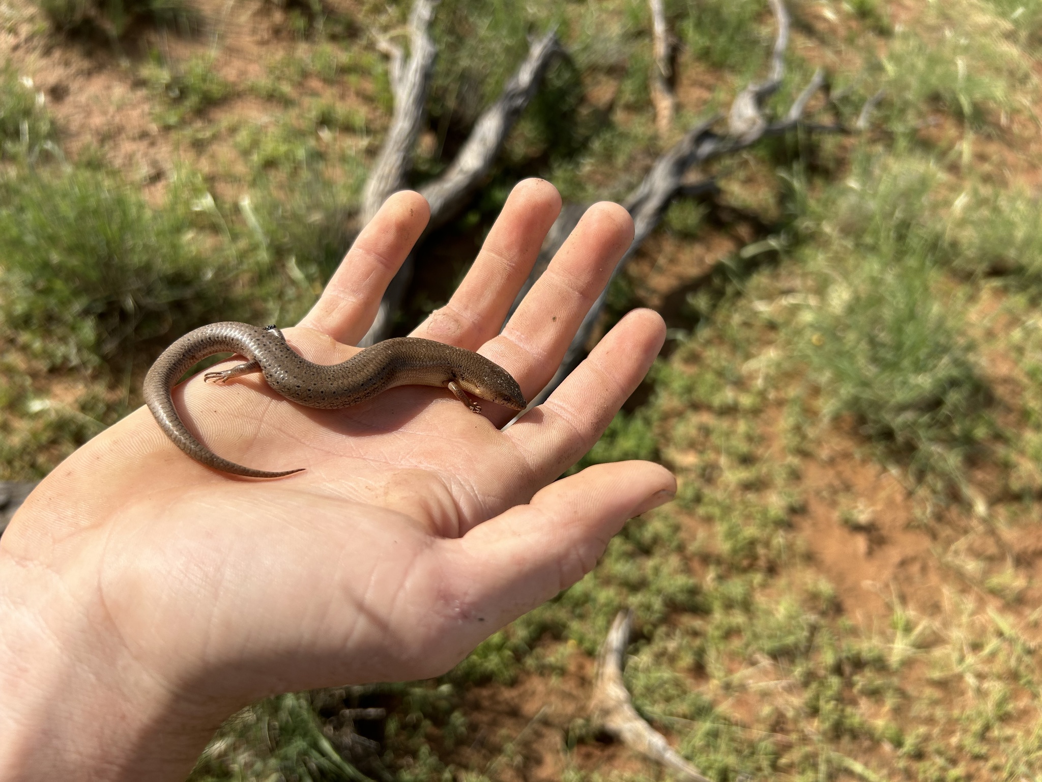 Slender Bluetongue photo 3