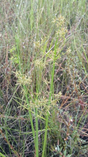 Cyperus haspan image