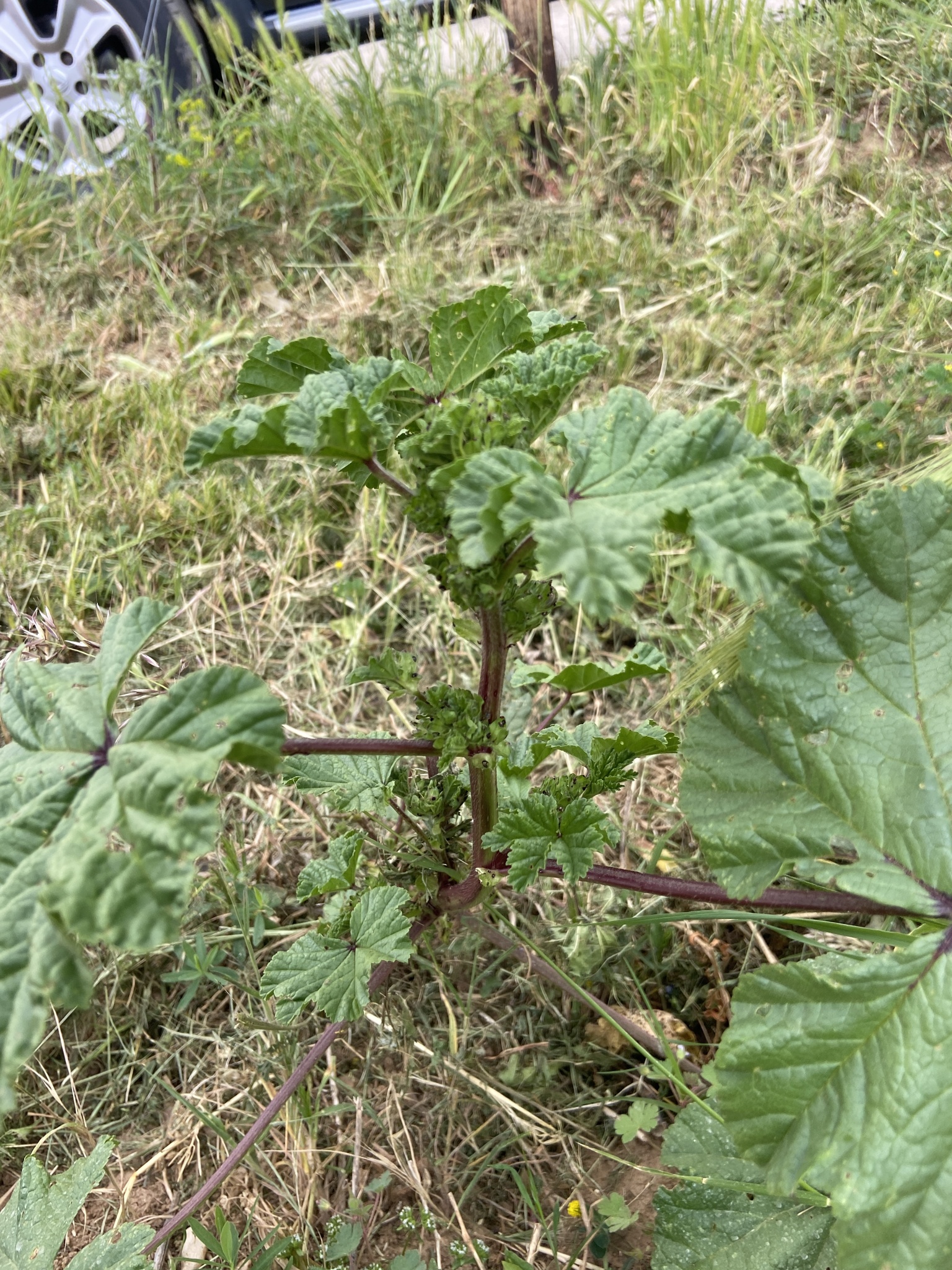 Imagem de Malva