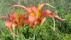 Lilium catesbaei image