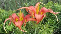 Lilium catesbaei image