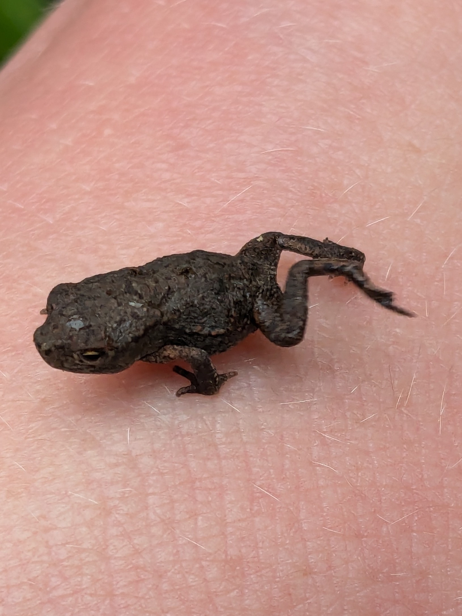 Indian Common True Toad