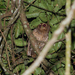 Rufescent Screech-Owl - Photo (c) Cullen Hanks, some rights reserved (CC BY-NC), uploaded by Cullen Hanks