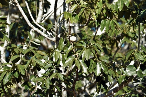 Khaya anthotheca, photograph 3