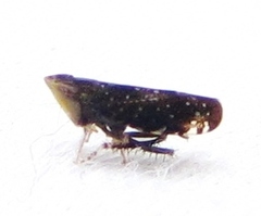 Scaphytopius frontalis