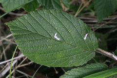 Coptotriche marginea