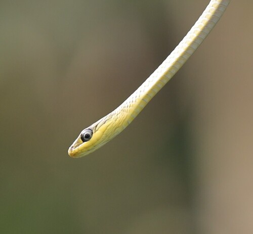 Common Tree Snake sighting