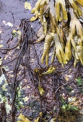 Nemalion vermiculare