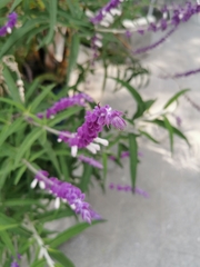 Salvia leucantha