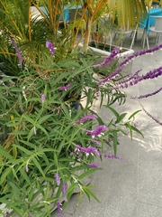 Salvia leucantha