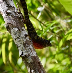 Anolis rubribarbus
