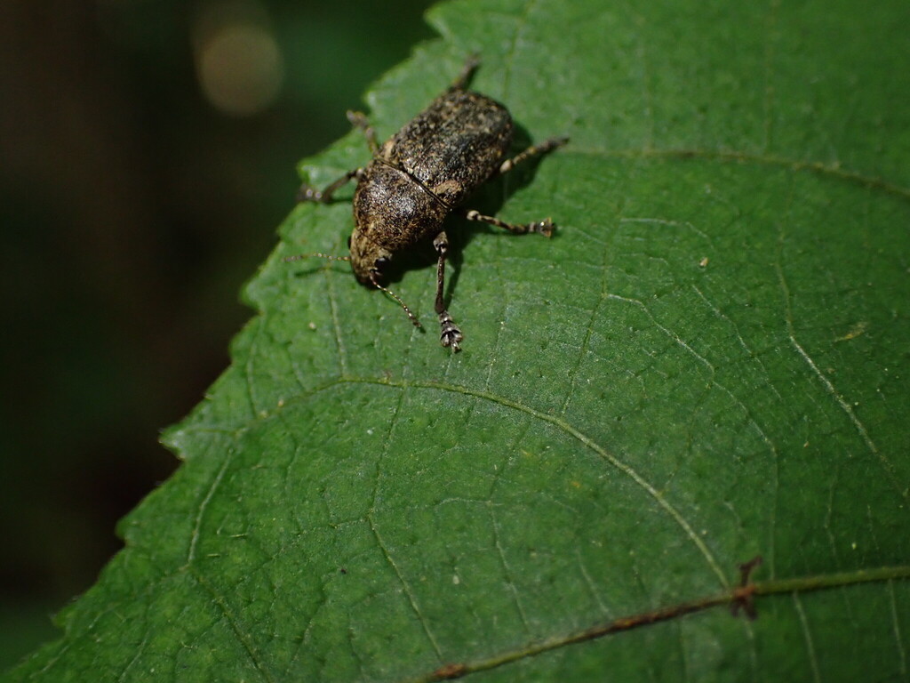 Mauna Loa Bean Beetle