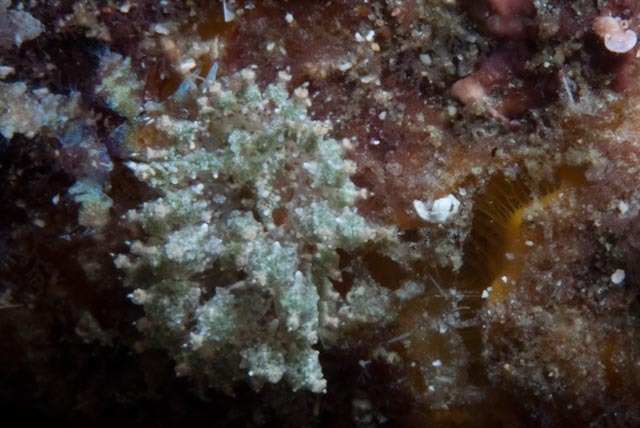 Janolus nudibranch (no English common name)