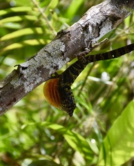 Anolis rubribarbus