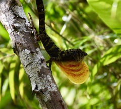 Anolis rubribarbus