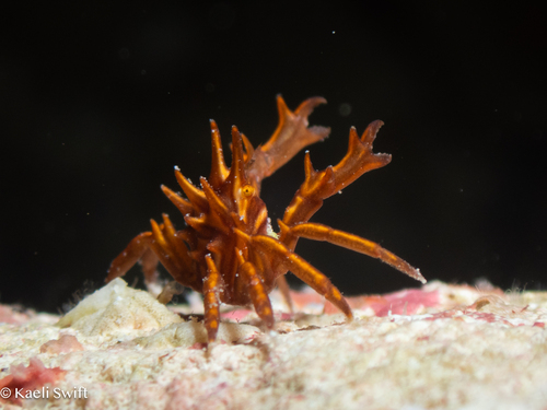 Tiaramedon spinosum observed 2025-05-25