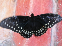 Papilio menatius