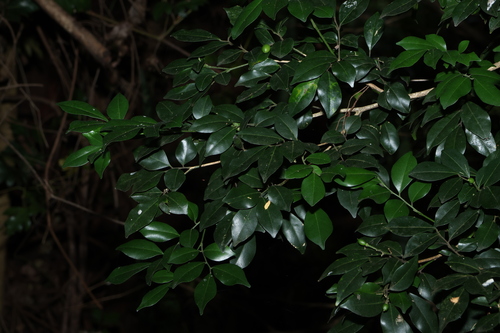Murraya paniculata