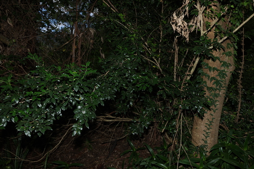 Murraya paniculata