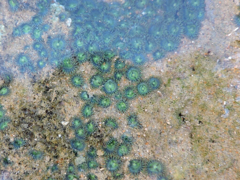 green sea mat