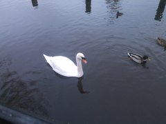 Cygnus olor