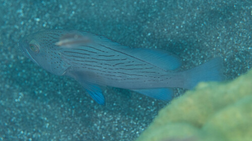 Wavy-lined grouper (Epinephelus undulosus) — Serranidae — 4