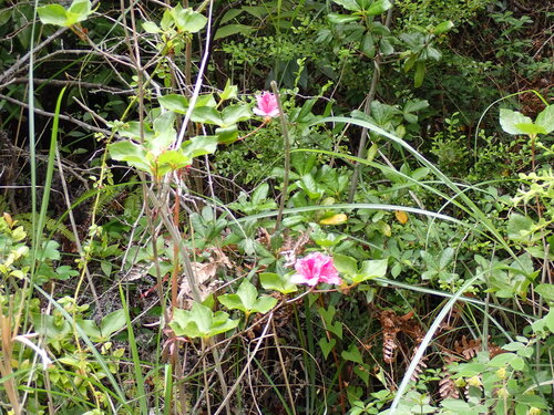 Rhododendron sanctum iNat (3)
