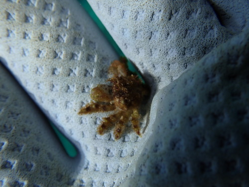 Perinia tumida observed 2025-05-25