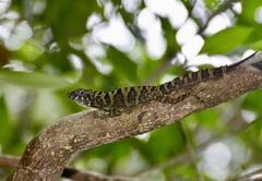 Anolis rubribarbus