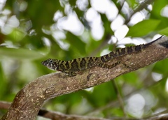 Anolis rubribarbus