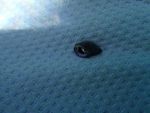 Vexilla taeniata observed 2025-05-25