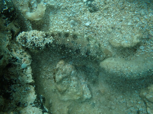 Holothuria pardalis observed 2025-05-25
