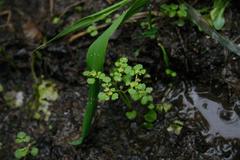 Chrysosplenium glechomifolium