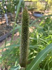 Millettieae