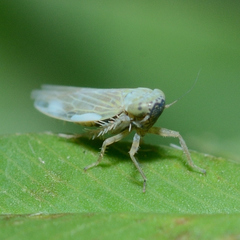 Graminella nigrifrons