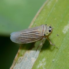 Graminella villica